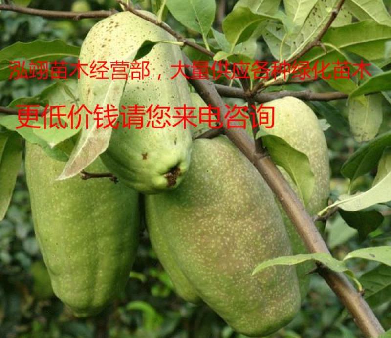 基地常年批发供应木瓜海棠，规格齐全、价格低、数量充足