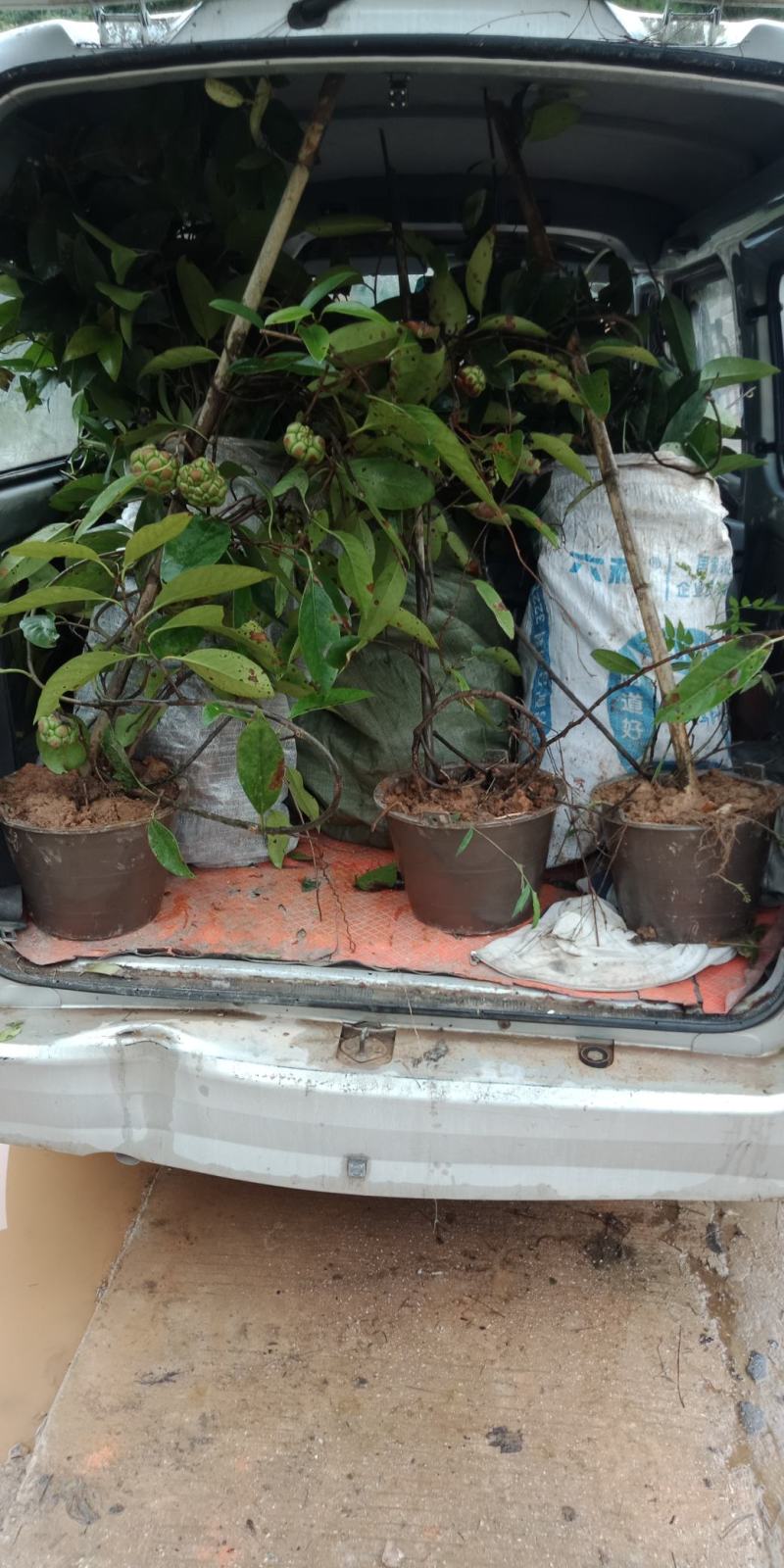 纯高寒山区绿色水果，种植过程中不用农药不用化肥，布福娜
