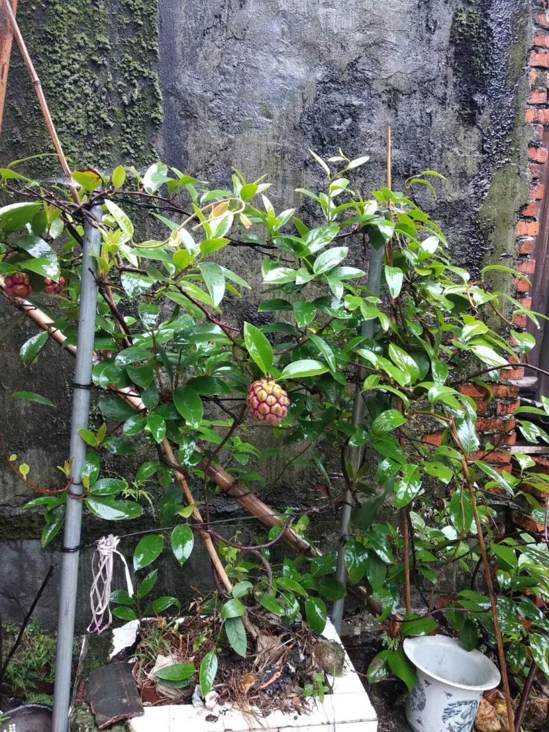 纯高寒山区绿色水果，种植过程中不用农药不用化肥，布福娜