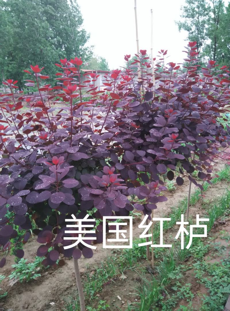 红栌，美国红栌，专业培育，自产自销量大从优