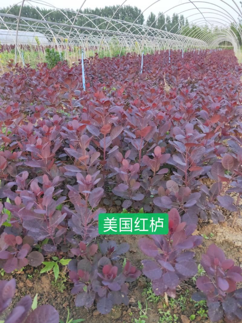 红栌，美国红栌，专业培育，自产自销量大从优