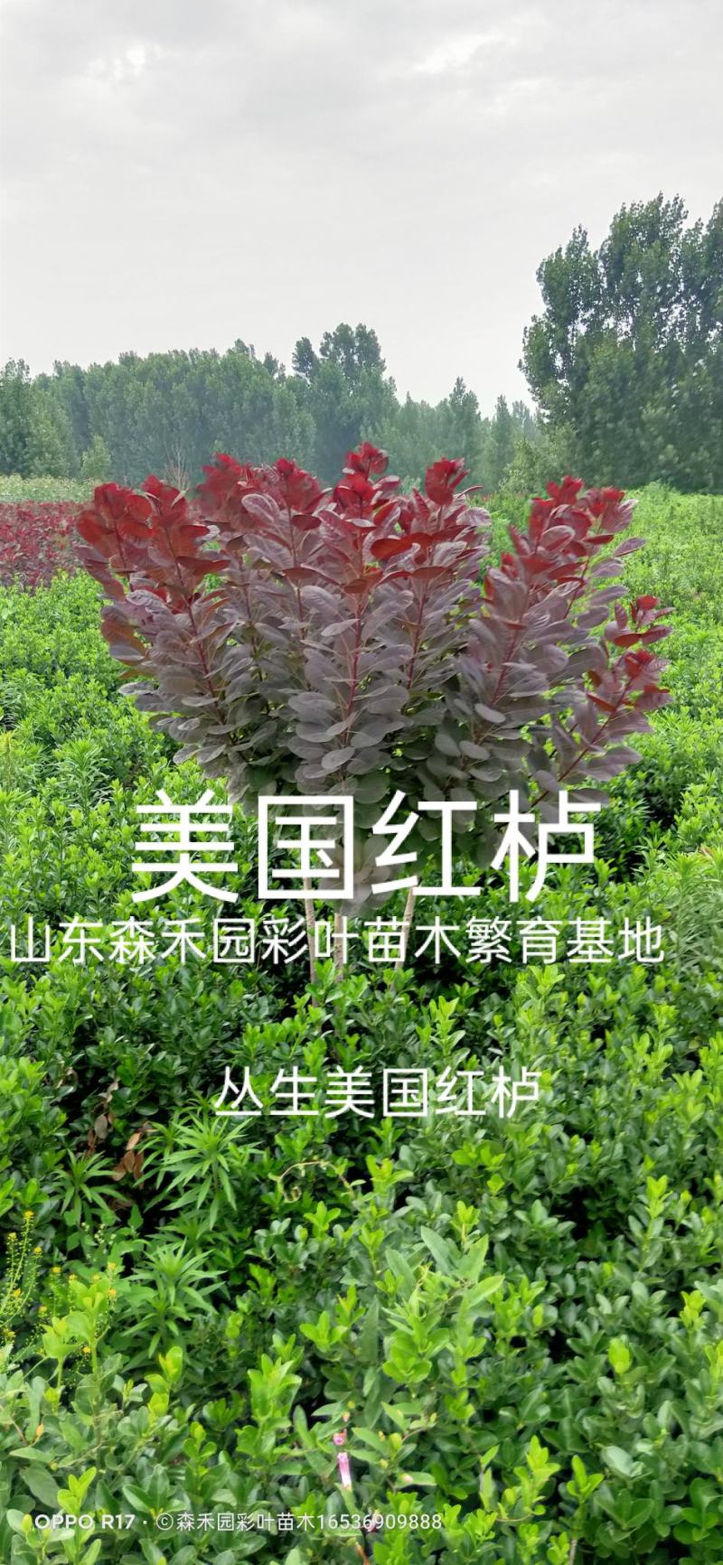 红栌，美国红栌，专业培育，自产自销量大从优