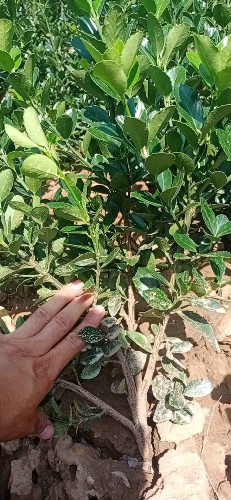 【有好货】冬青树苗篱笆墙涨势好，葱绿绿化带用冬青球