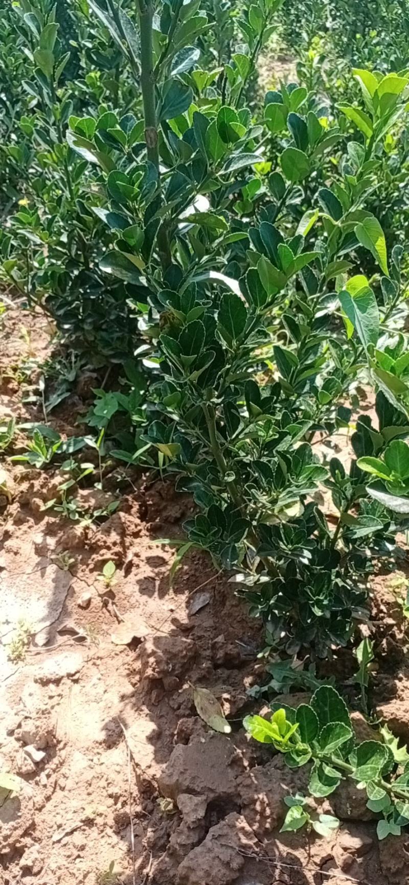【有好货】冬青树苗篱笆墙涨势好，葱绿绿化带用冬青球