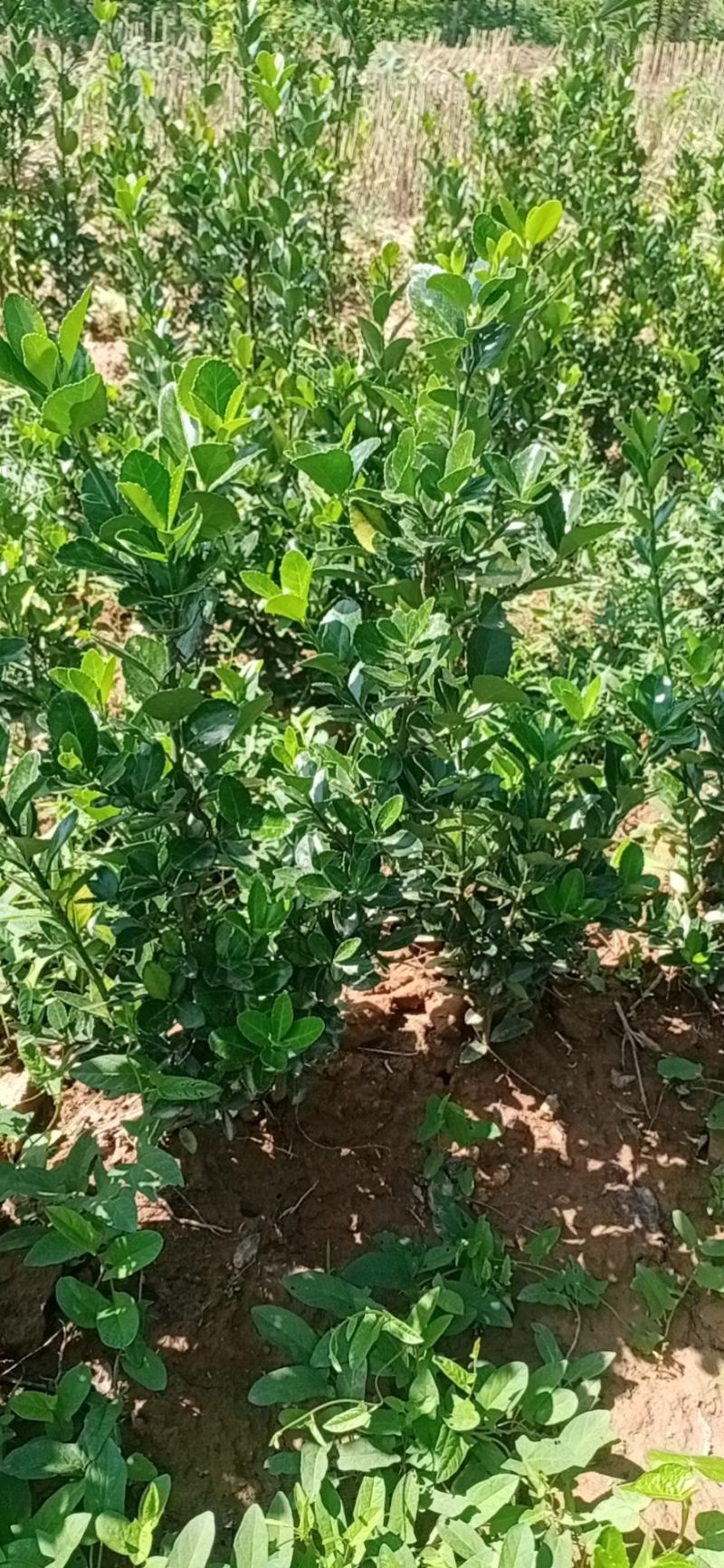 【有好货】冬青树苗篱笆墙涨势好，葱绿绿化带用冬青球