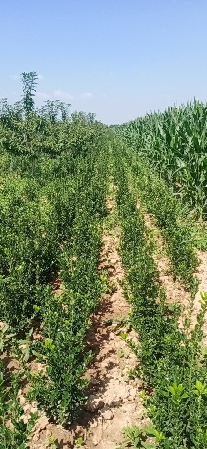 【有好货】冬青树苗篱笆墙涨势好，葱绿绿化带用冬青球