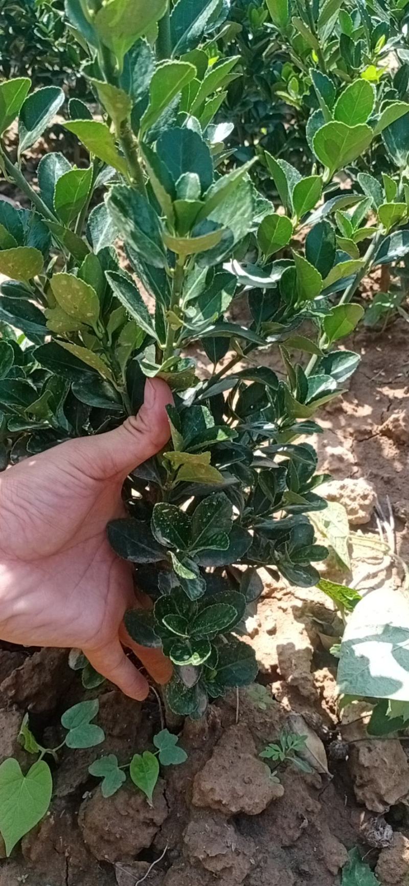 【有好货】冬青树苗篱笆墙涨势好，葱绿绿化带用冬青球