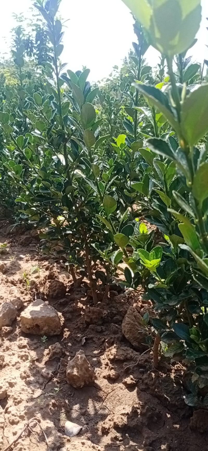 【有好货】冬青树苗篱笆墙涨势好，葱绿绿化带用冬青球