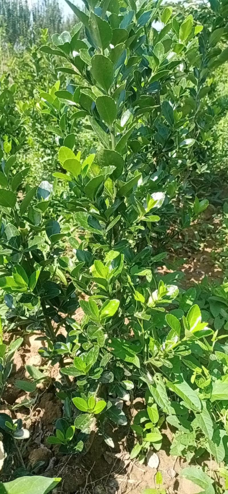 【有好货】冬青树苗篱笆墙涨势好，葱绿绿化带用冬青球