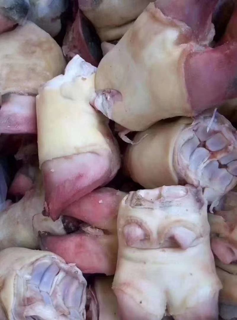 国产火烧牛蹄，国产火烧牛蹄，国产火烧牛蹄，