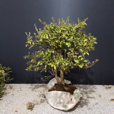 映山红，红花，双杆球星一颗，八年熟桩，冠幅非常漂亮喜欢的