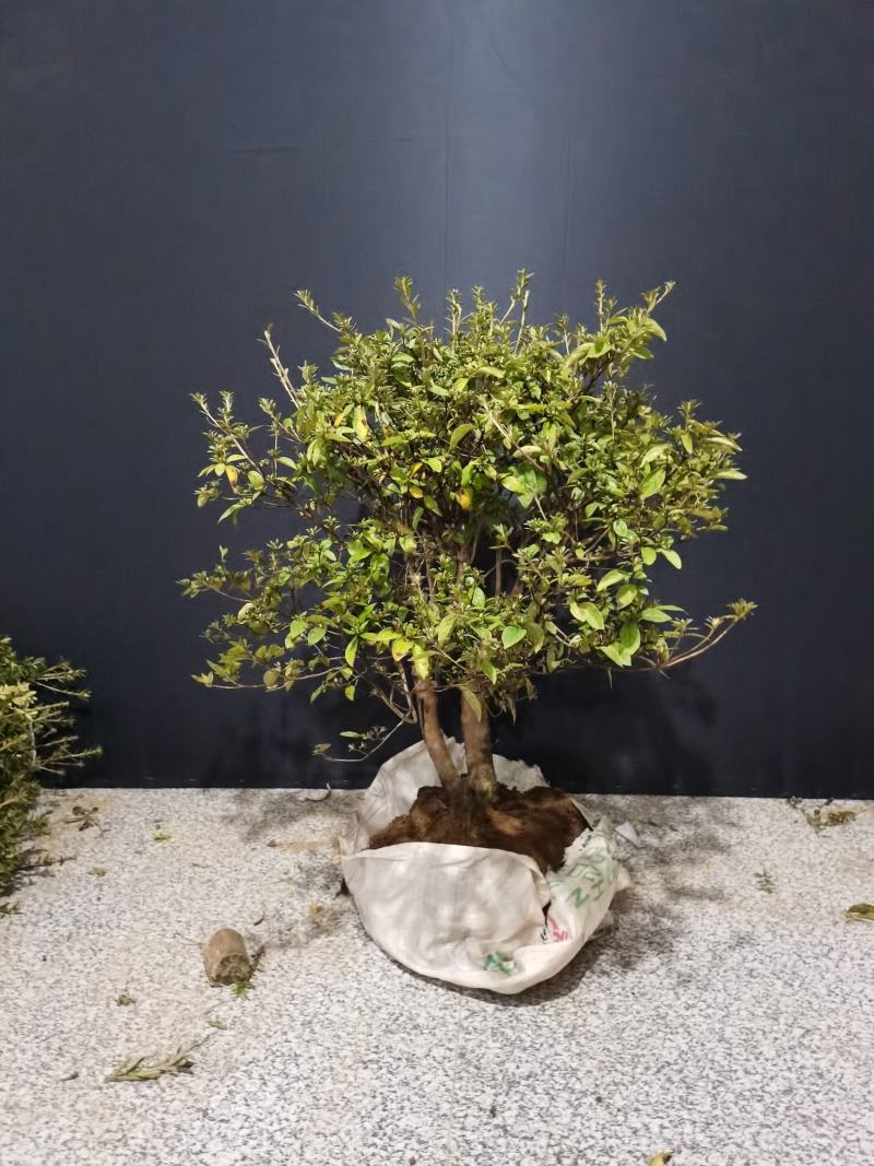 映山红，红花，双杆球星一颗，八年熟桩，冠幅非常漂亮喜欢的