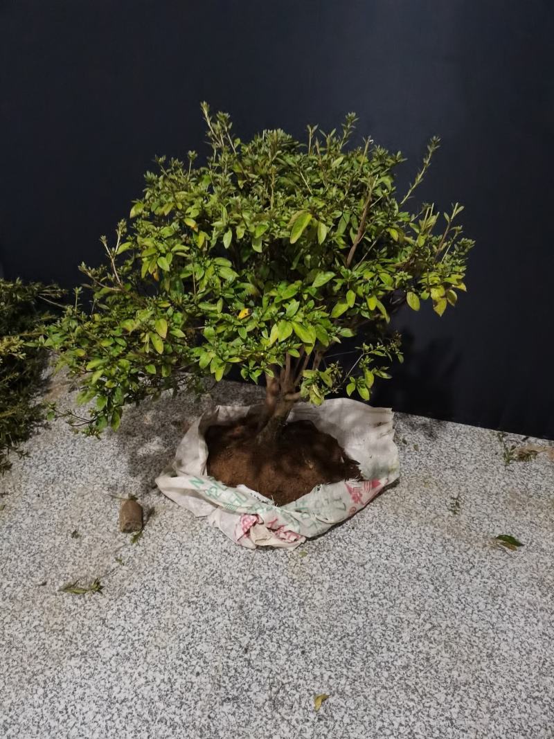 映山红，红花，双杆球星一颗，八年熟桩，冠幅非常漂亮喜欢的