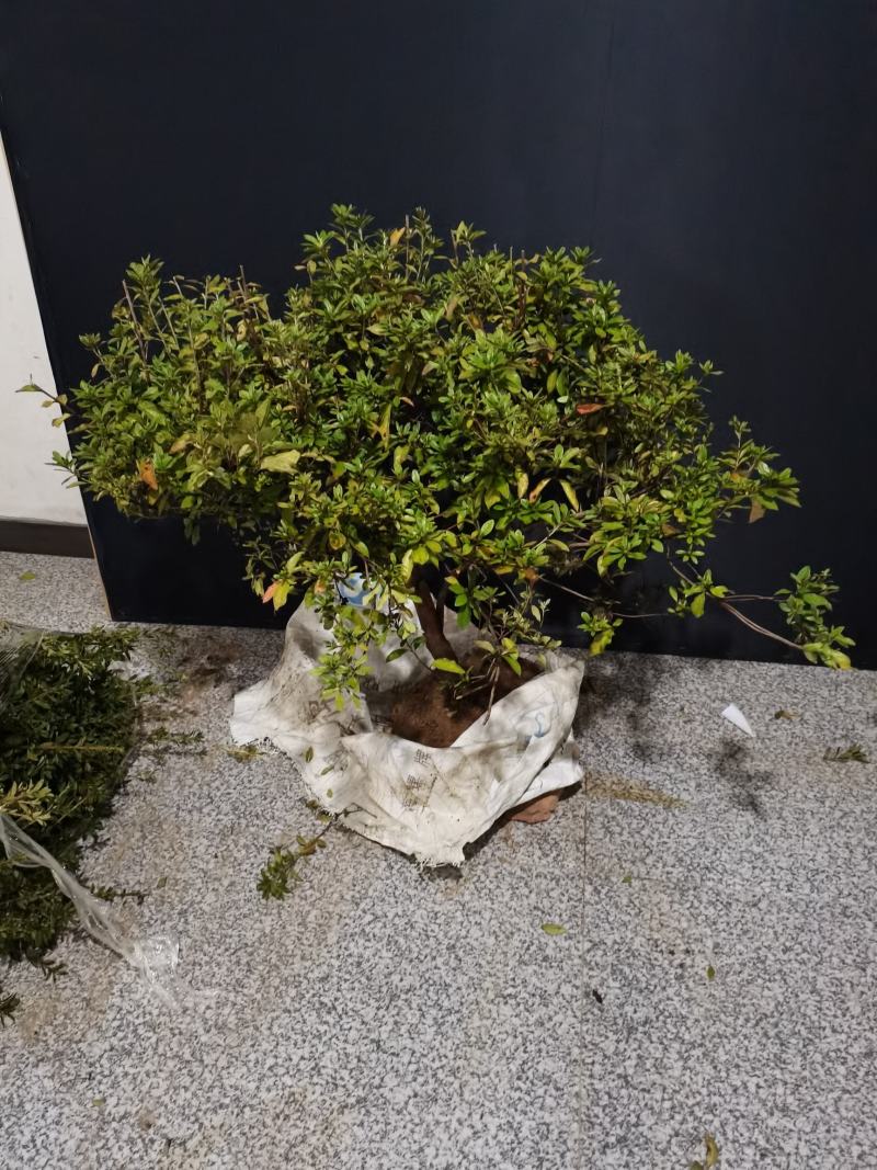 映山红红花，独干一颗，八年熟桩，冠幅精美，喜欢的速度