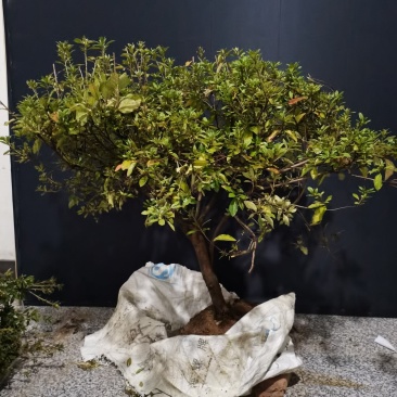 映山红红花，独干一颗，八年熟桩，冠幅精美，喜欢的速度