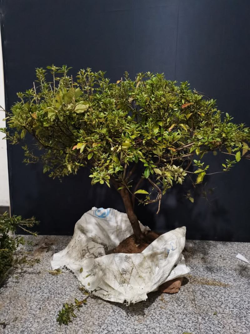 映山红红花，独干一颗，八年熟桩，冠幅精美，喜欢的速度