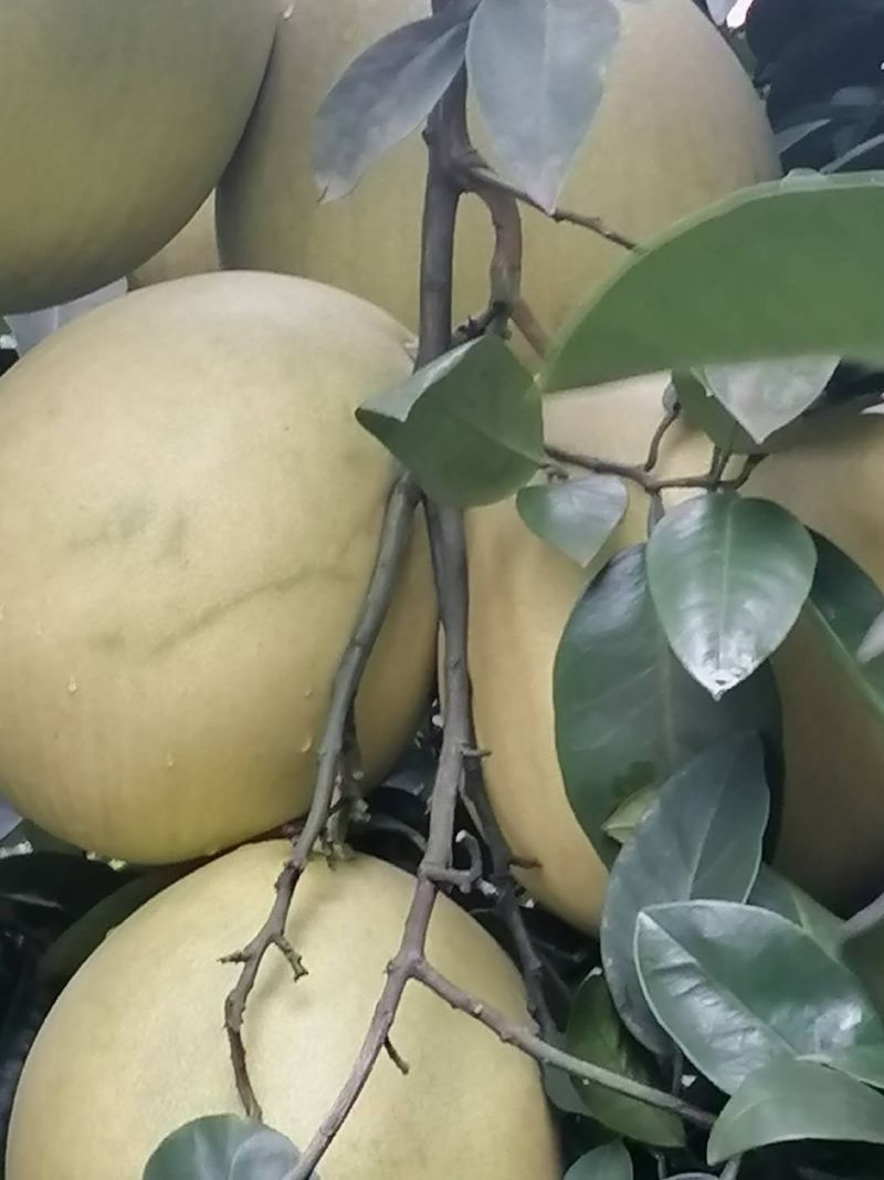 蜜柚柚子琯溪蜜柚口感酸甜量大质优保质保量
