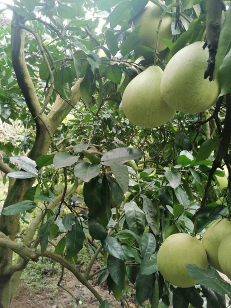 蜜柚柚子琯溪蜜柚口感酸甜量大质优保质保量