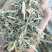 2022精品花生秧，保质保量，质量层层把关，长期供应
