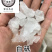 白矾明矾保庆药业批发白帆实物拍摄现货