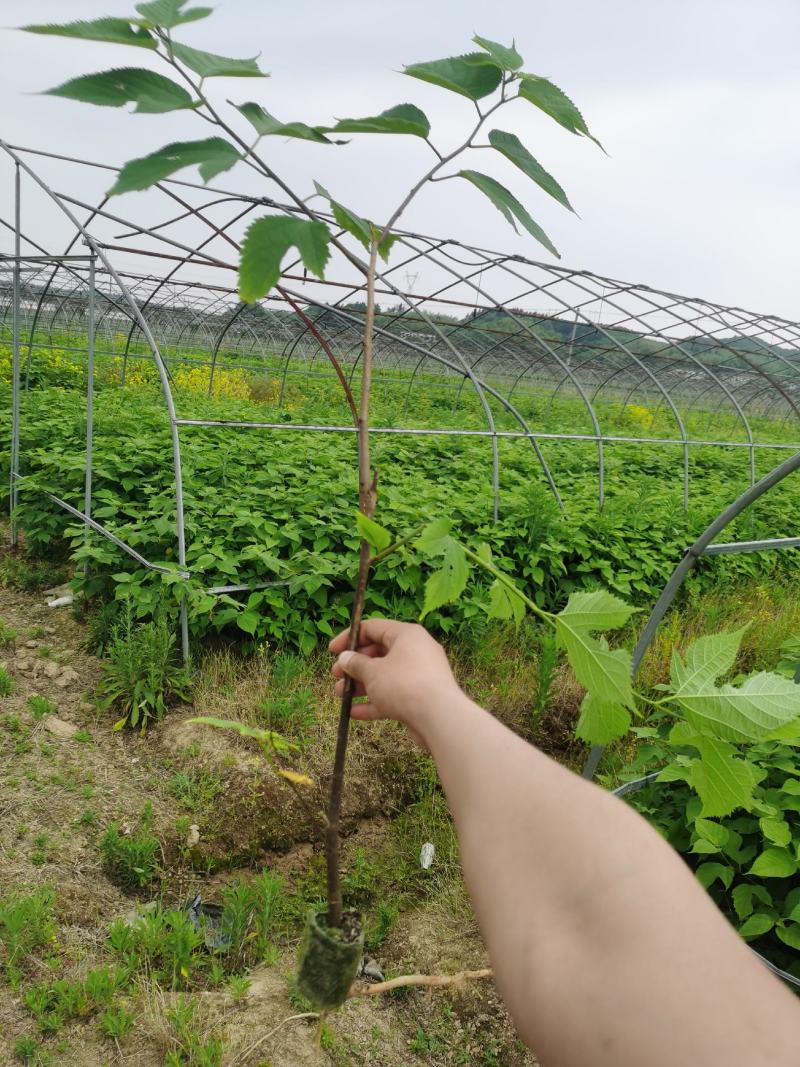 构树苗常年供应杂交构树