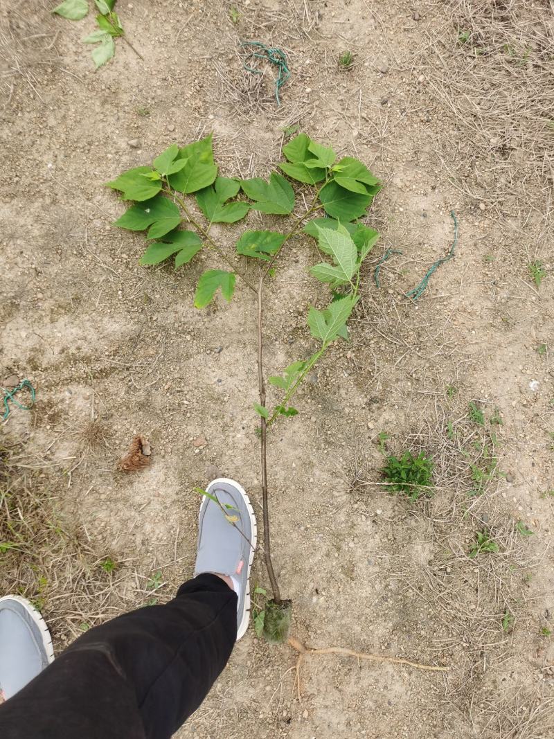 构树苗常年供应杂交构树