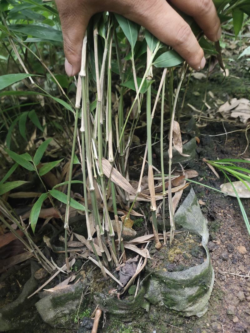 方竹苗、刺方竹苗、筇竹苗