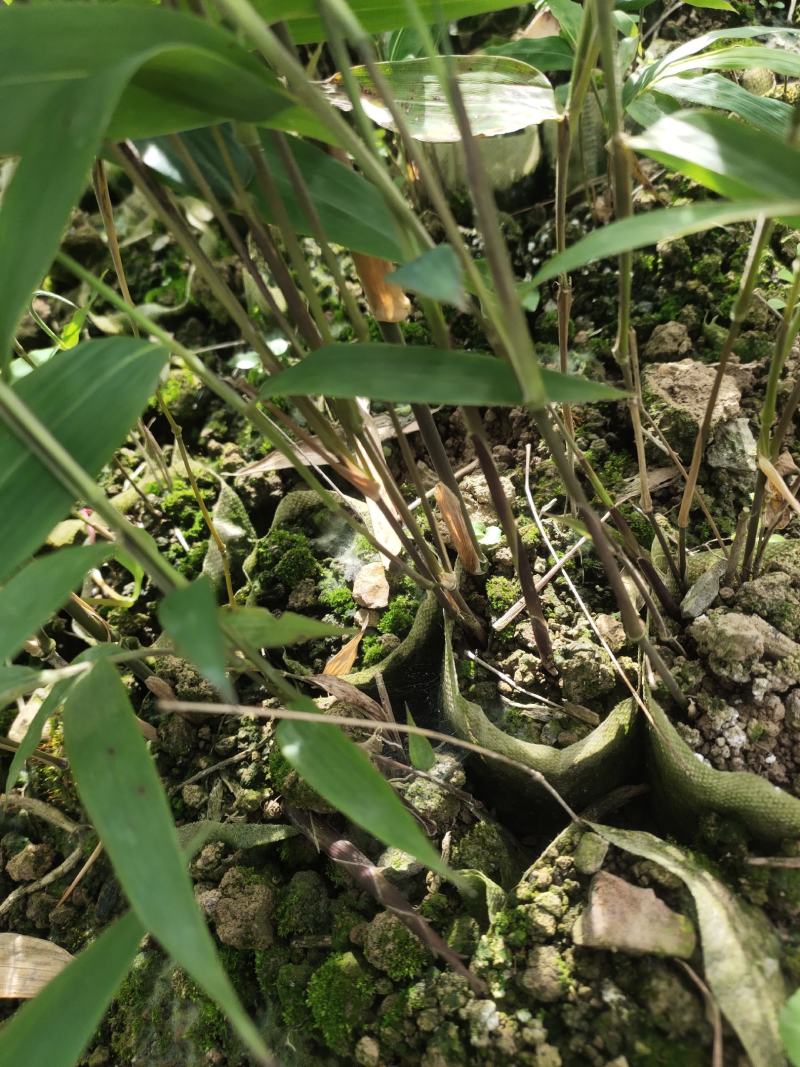 方竹苗、刺方竹苗、筇竹苗