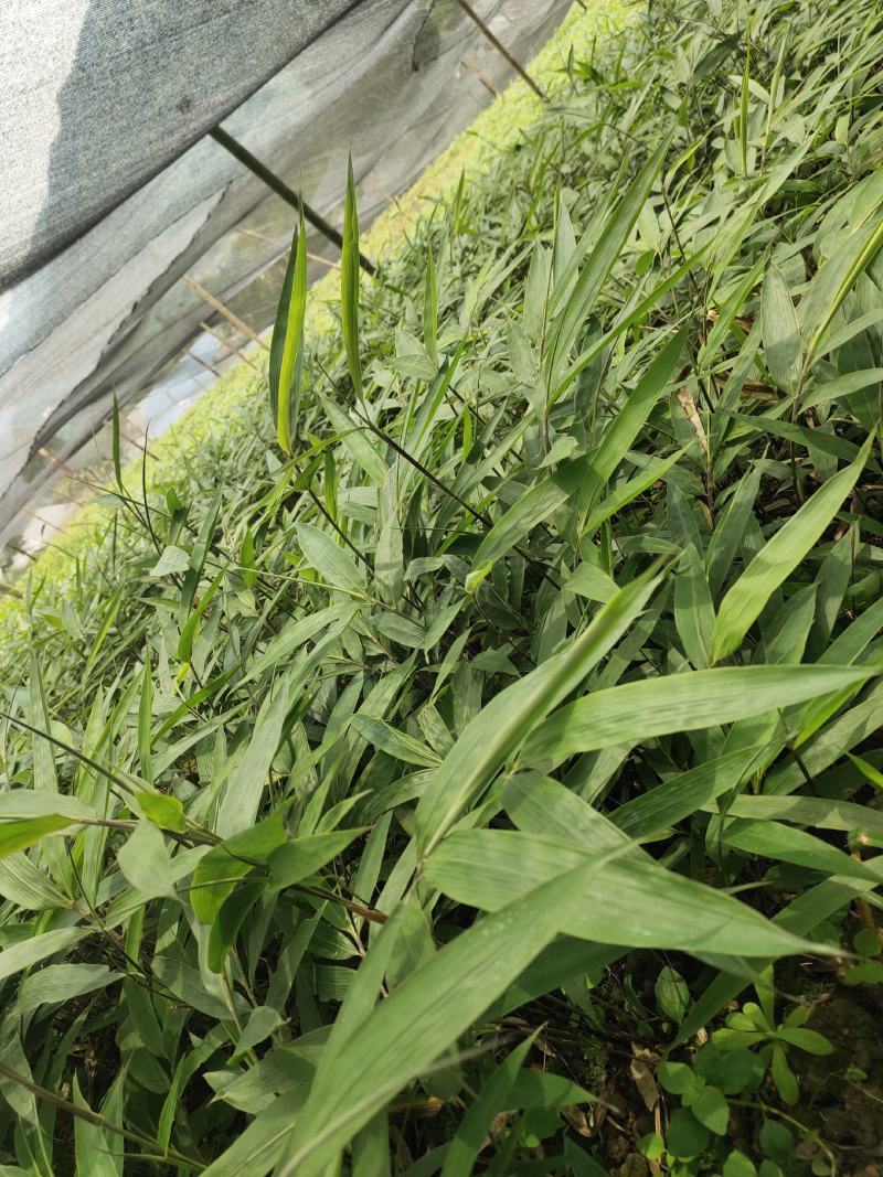 方竹苗、刺方竹苗、筇竹苗
