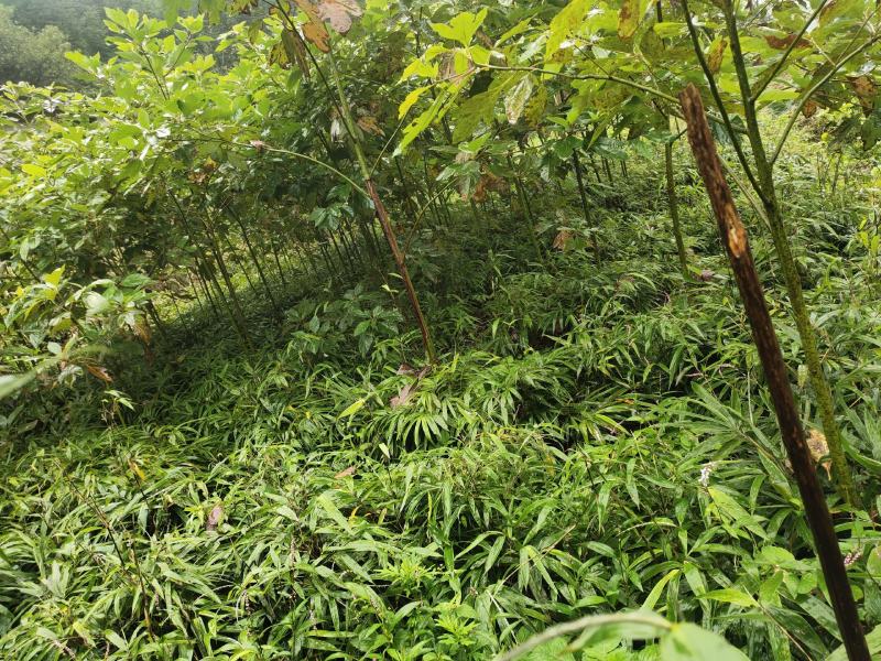 方竹苗、刺方竹苗、筇竹苗