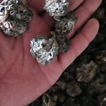 猴脑菌猴脑菌片大猴脑小猴脑