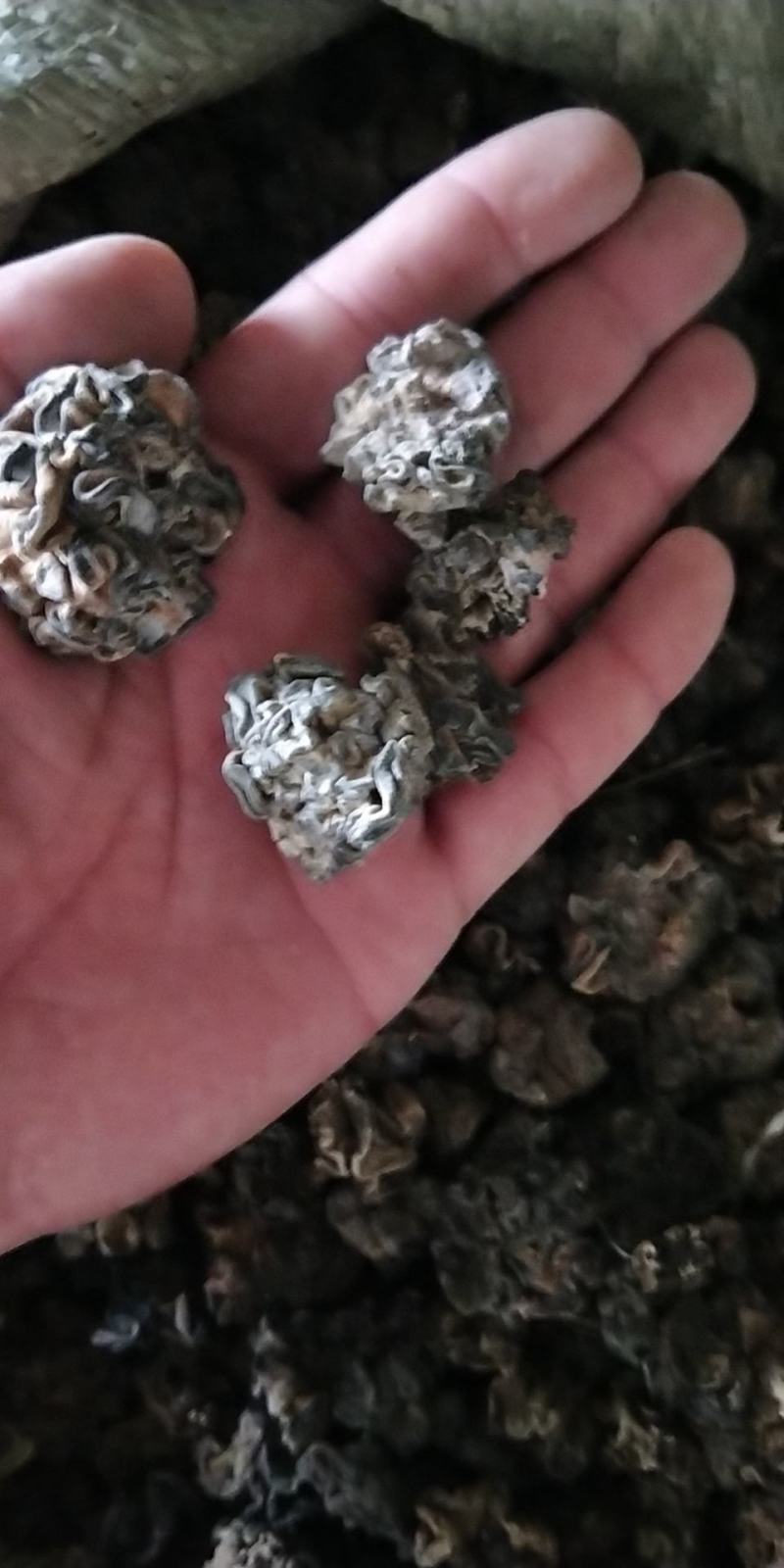 猴脑菌猴脑菌片大猴脑小猴脑