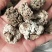 猴脑菌猴脑菌片大猴脑小猴脑