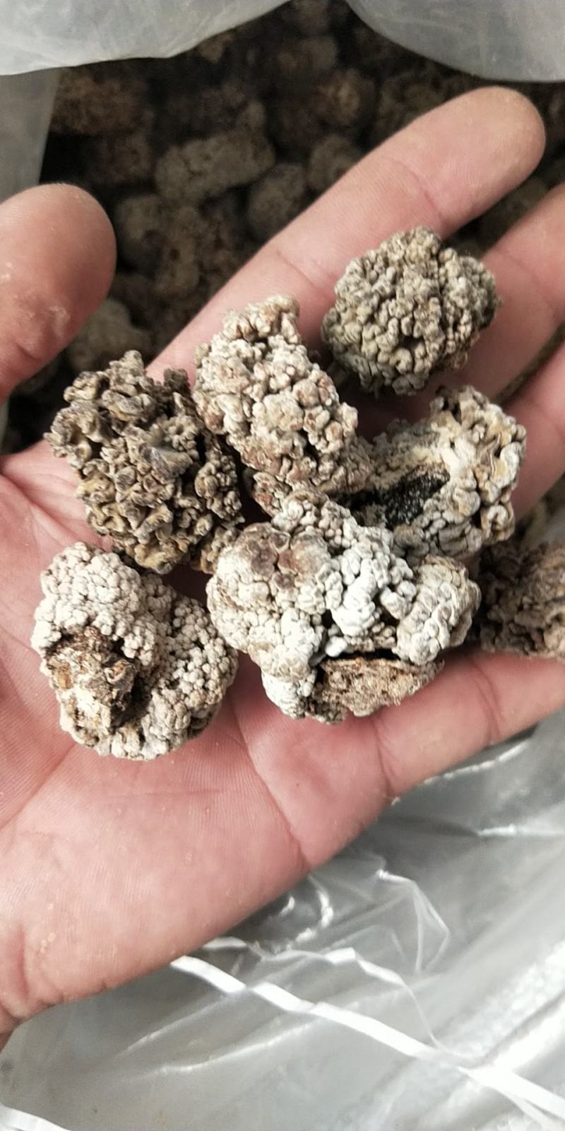 猴脑菌猴脑菌片大猴脑小猴脑