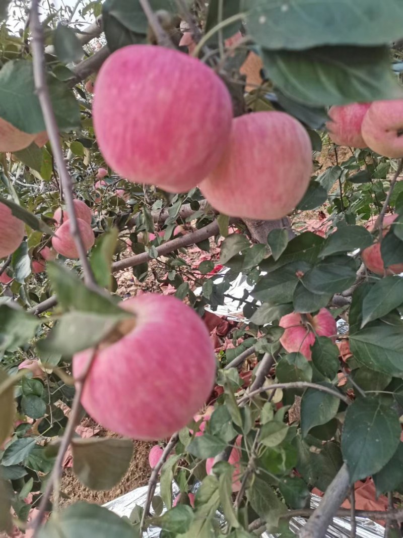 出售韩付苹果个头好有买的来