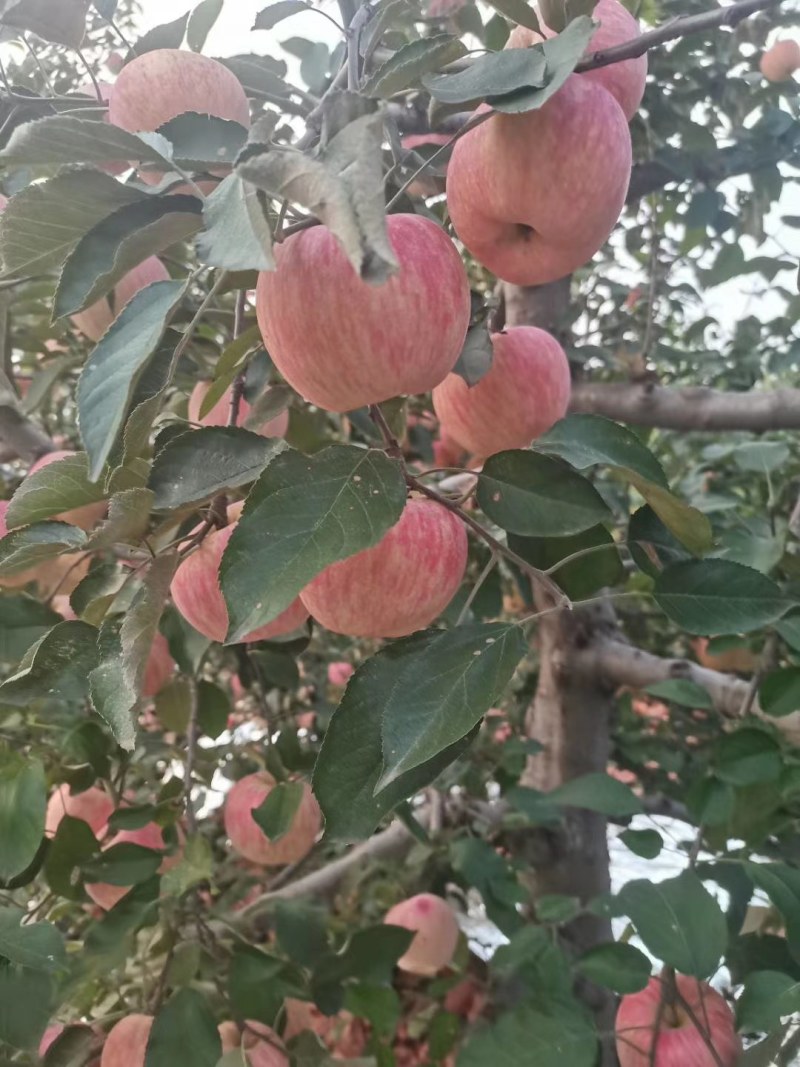 出售韩付苹果个头好有买的来