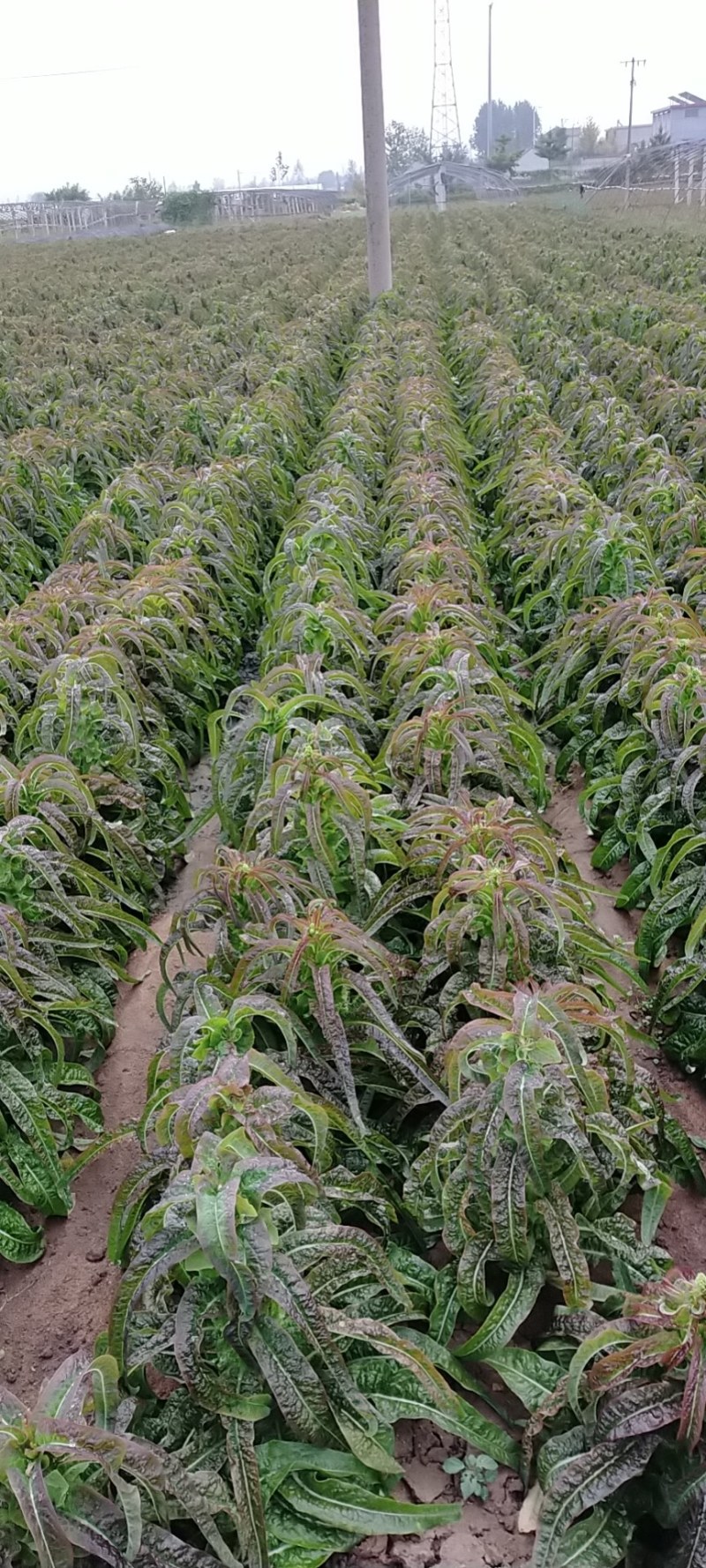 红尖叶莴苣皮青，皮薄颜色鲜艳