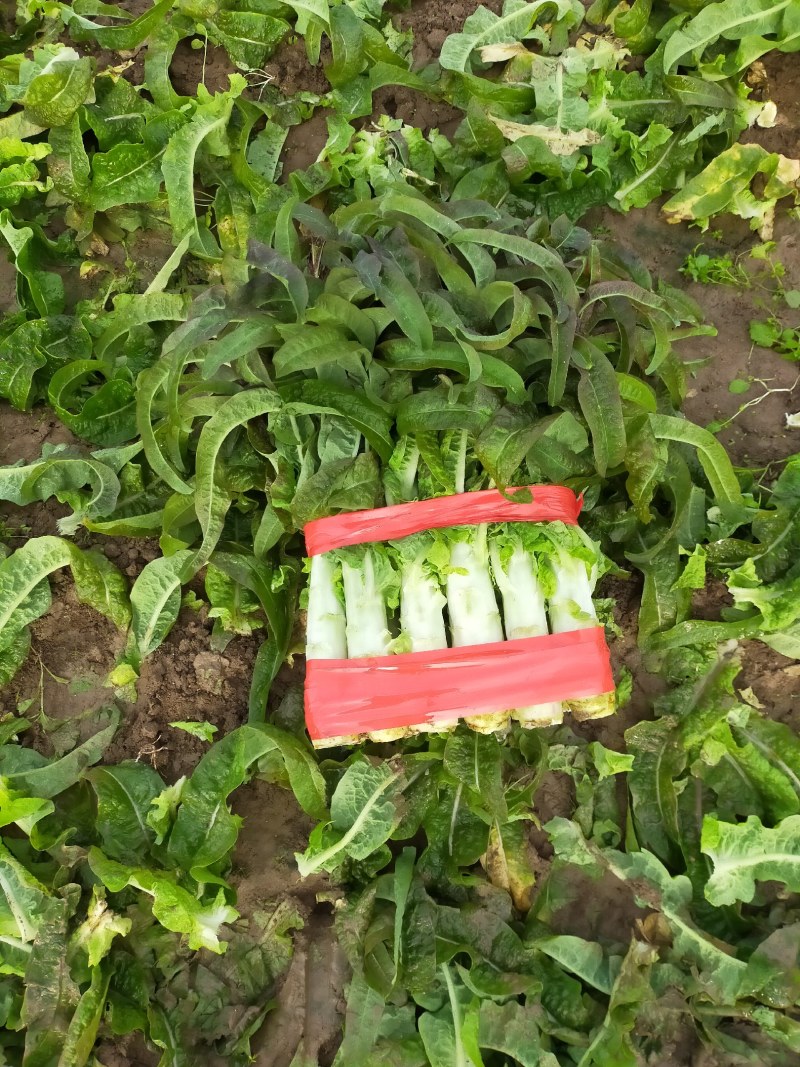红尖叶莴苣皮青，皮薄颜色鲜艳