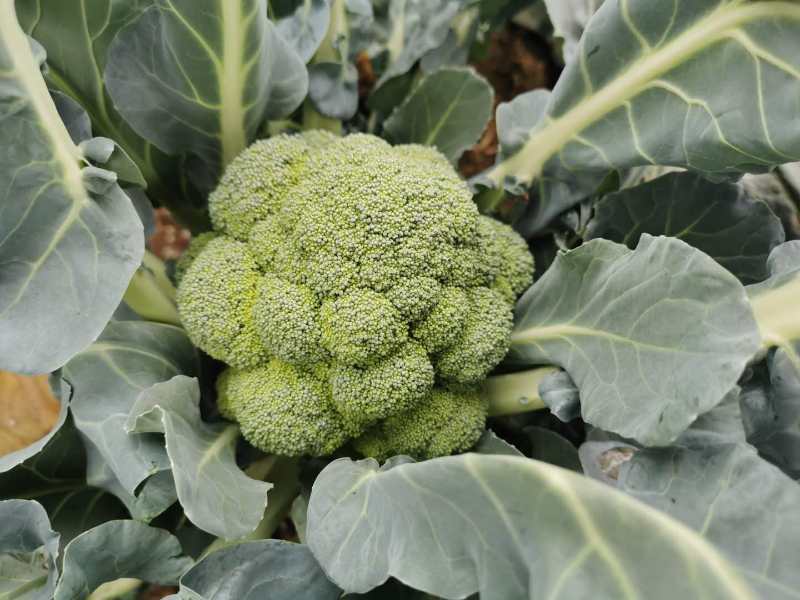 西蓝花【河南开封通许千亩西蓝花基地直供】