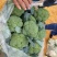 西蓝花【河南开封通许千亩西蓝花基地直供】