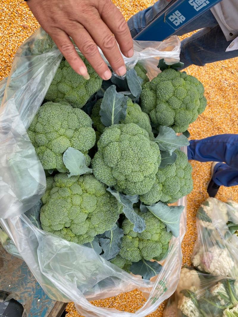 西蓝花【河南开封通许千亩西蓝花基地直供】