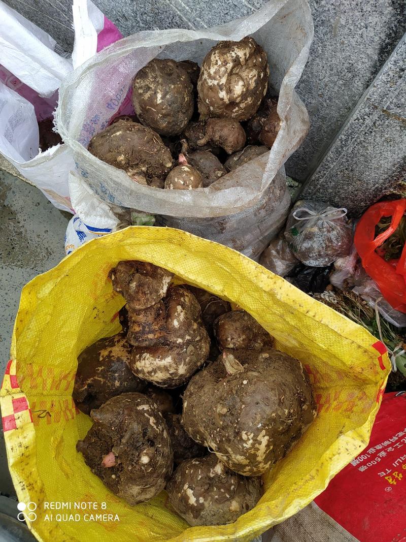 贵州铜仁根茎类蔬菜农家生鲜商品花魔芋种植产量高口感好