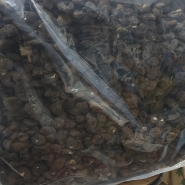 福建茶树菇江西茶树菇冰菇开伞菇茶树菇箱装