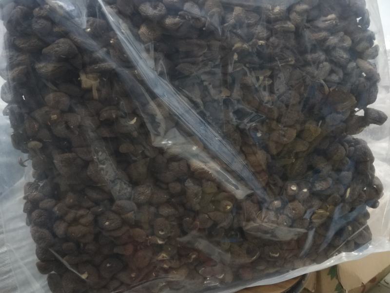 福建茶树菇江西茶树菇冰菇开伞菇茶树菇箱装