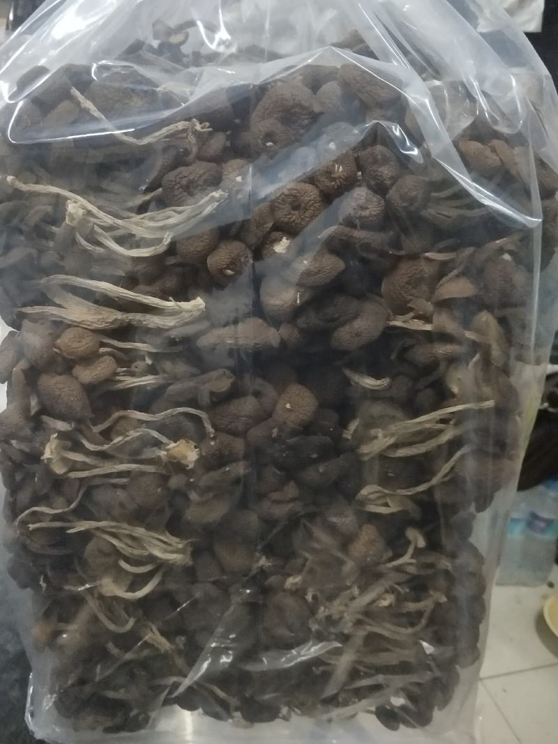 福建茶树菇江西茶树菇冰菇开伞菇茶树菇箱装