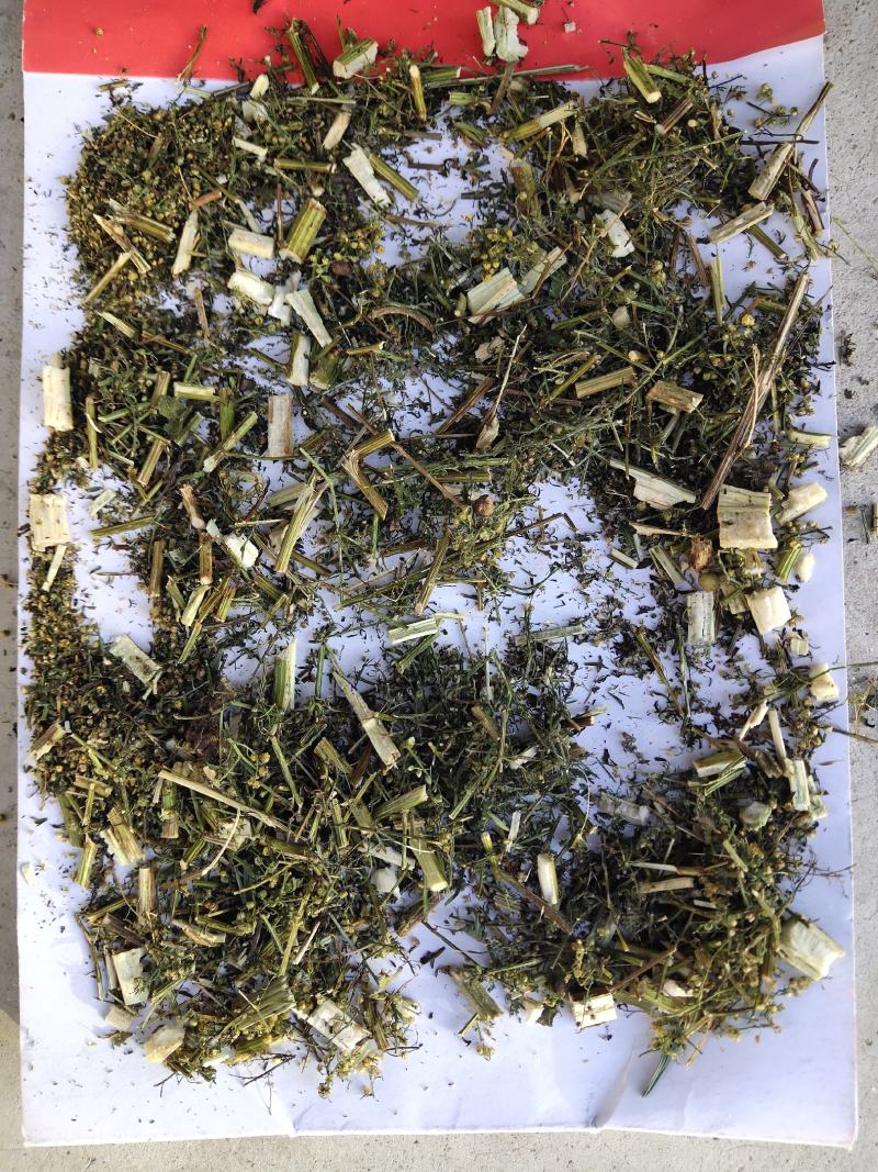 青蒿次统货带自然沫批发支持代发1000克