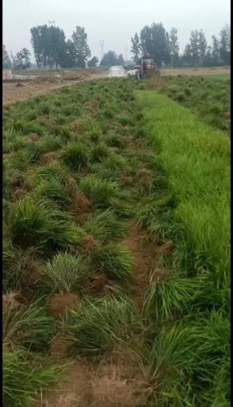 麦冬麦冬草丹麦草基地批发绿化苗木地被植物