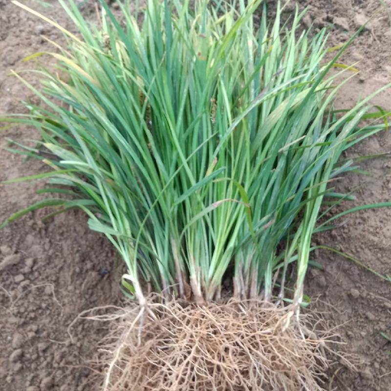 麦冬麦冬草丹麦草基地批发绿化苗木地被植物