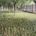 麦冬麦冬草丹麦草基地批发绿化苗木地被植物