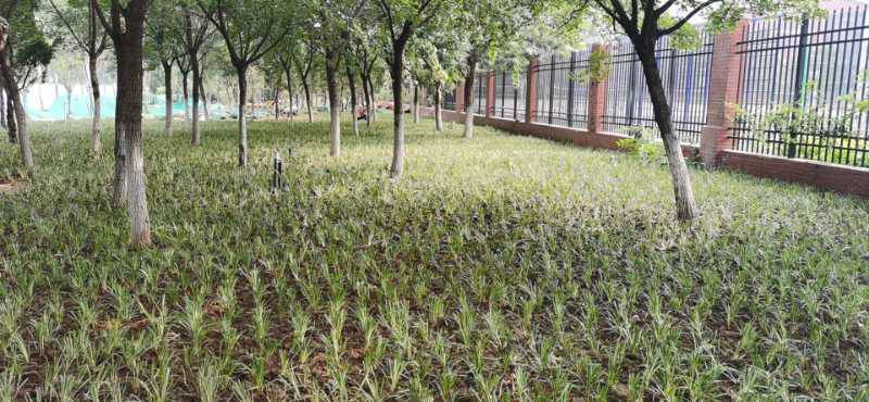 麦冬麦冬草丹麦草基地批发绿化苗木地被植物